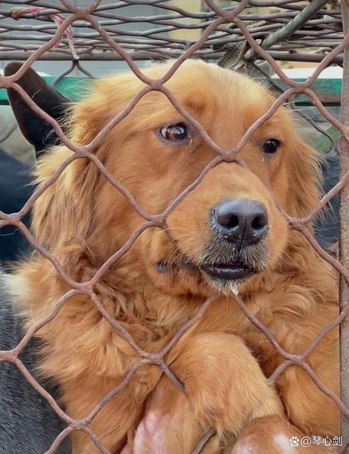 金毛疑蹭空调被打死,金毛被扔下楼