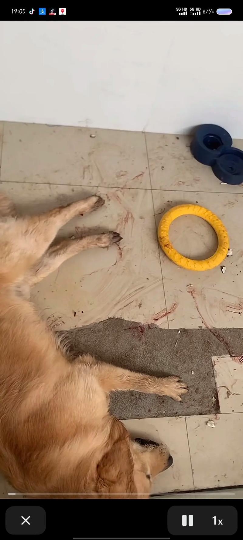 金毛疑蹭空调被打死,金毛能不能吹空调?