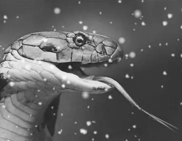 老人被巨蟒吞食而亡,老人被巨蟒吞食而亡的电影 老人被巨蟒吞食而亡,老人被巨蟒吞食而亡的电影