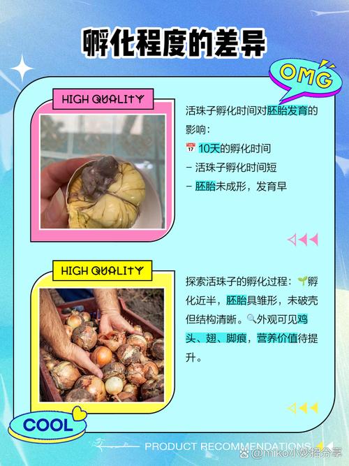 3箱活珠子孵出小鸡,活珠子孵化多少天才叫活珠子?