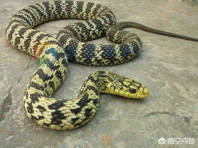 老人被巨蟒吞食而亡,听农村老人说,王蟒蛇最长可长20米,真的有这么长吗?不小心被咬了还有救吗? 老人被巨蟒吞食而亡,听农村老人说,王蟒蛇最长可长20米,真的有这么长吗?不小心被咬了还有救吗?