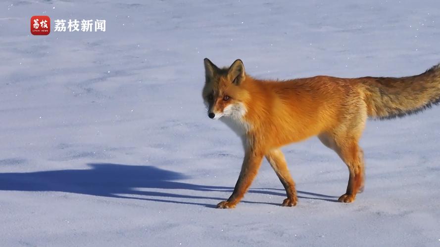 NPC蓝狐狸道歉,“大兴安岭火狐狸”视频当事人致歉,接受批评教育, 你怎么看?