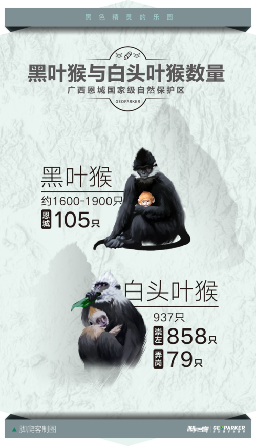 白头叶猴50米速降,黑叶猴和白头叶猴有什么不同?