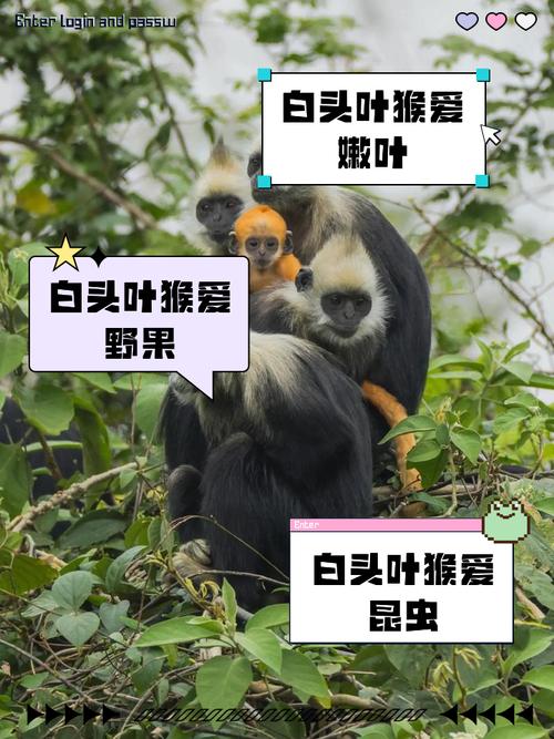 白头叶猴50米速降,白头叶猴温顺吗?