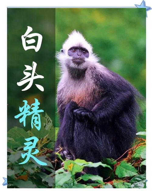 白头叶猴50米速降,金丝猴和白头叶猴谁级别高?