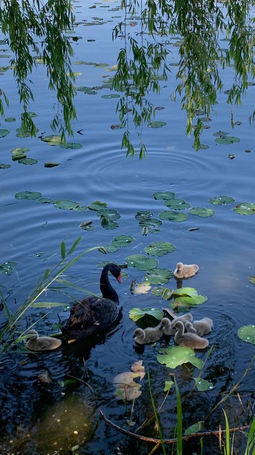 天鹅宝宝疑遭人打伤,天鹅宝宝视频