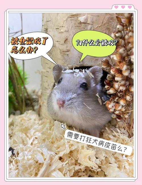 住全季半夜被老鼠咬,被老鼠咬了会怎么样?