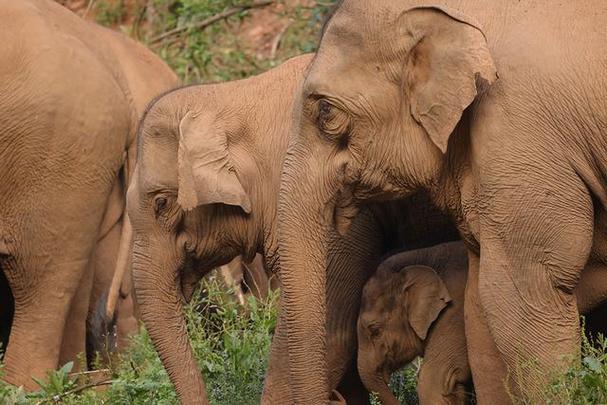 大象出逃在路上狂奔,有一部外国片,两人被追杀,钻进大象肚子里。是哪部电影?