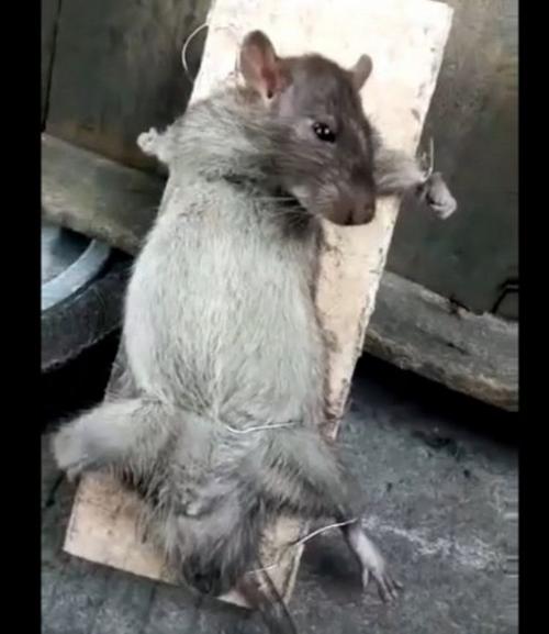 住全季半夜被老鼠咬,水果店一到晚上就遭鼠灾。水果被老鼠这里咬一点,那里咬一点,用了各种办法灭鼠,都不能解决问题。求助?