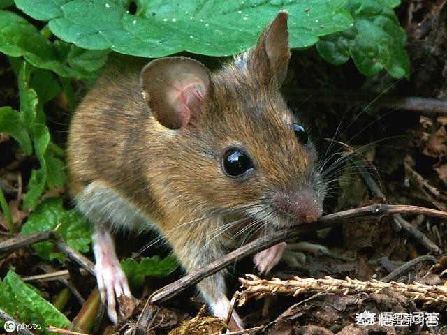 住全季半夜被老鼠咬,水果店一到晚上就遭鼠灾。水果被老鼠这里咬一点,那里咬一点,用了各种办法灭鼠,都不能解决问题。求助? 住全季半夜被老鼠咬,水果店一到晚上就遭鼠灾。水果被老鼠这里咬一点,那里咬一点,用了各种办法灭鼠,都不能解决问题。求助?