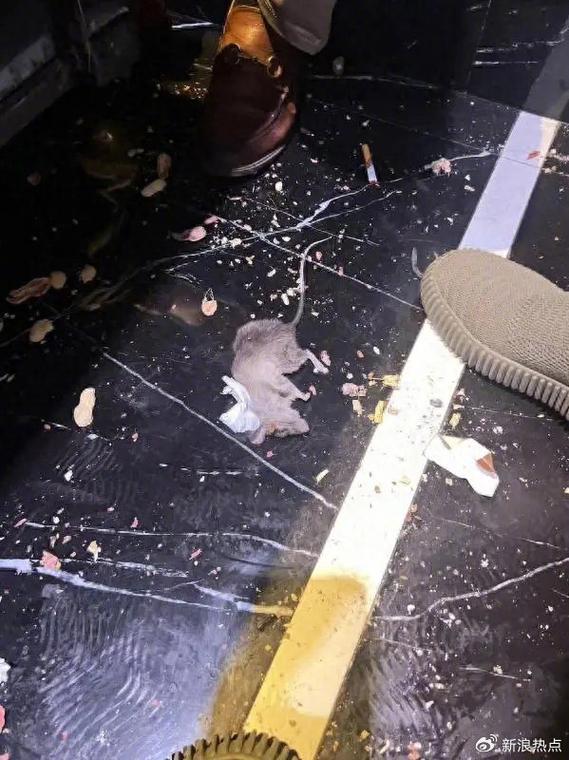 住全季半夜被老鼠咬,办公室里的老鼠多,晚上出来乱咬东西,怎么办?