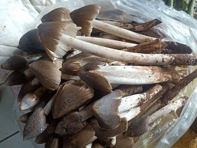 连续36年长出鸡枞,为什么下大雨后会有鸡枞?