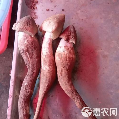 连续36年长出鸡枞,连续36年长出鸡枞菌