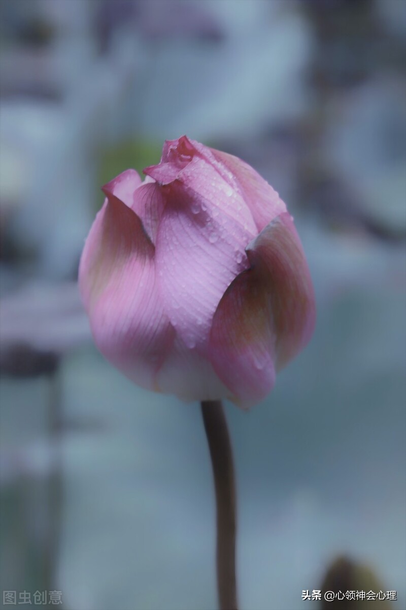 男孩被女子强搂亲吻,男人拥抱亲吻女人说明什么？