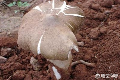 连续36年长出鸡枞,长鸡枞的地方一般都有什么植物？