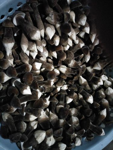 连续36年长出鸡枞,黑鸡枞菌为什么一出土就细又长?