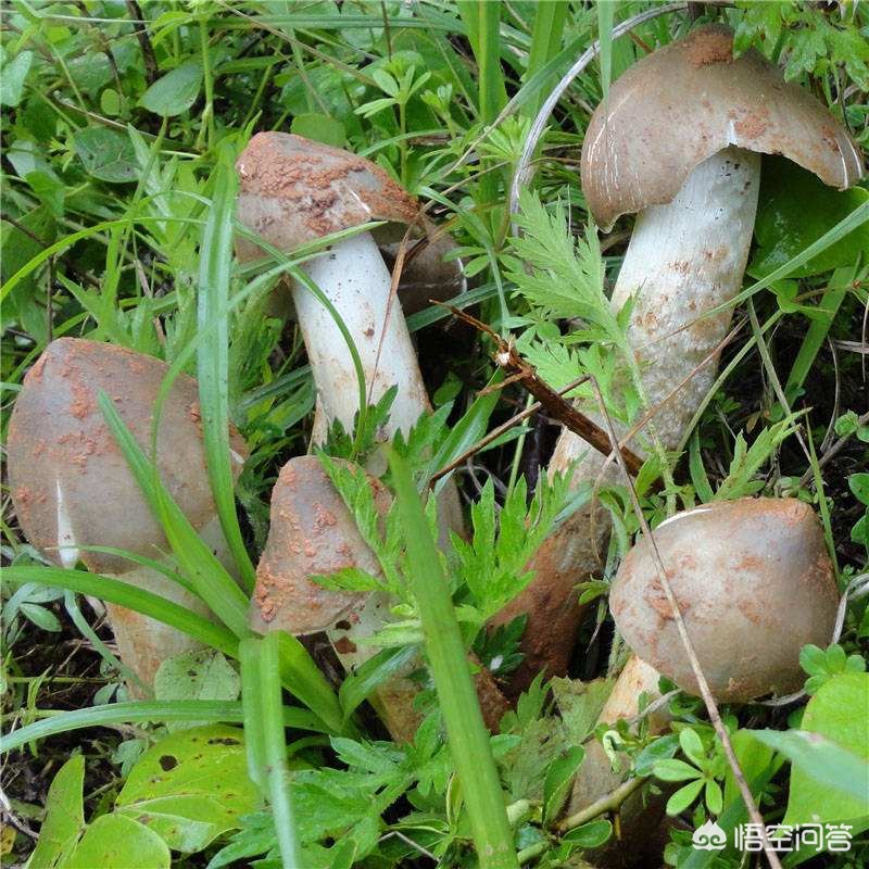 连续36年长出鸡枞,黑鸡枞菌为什么一出土就细又长? 连续36年长出鸡枞,黑鸡枞菌为什么一出土就细又长?