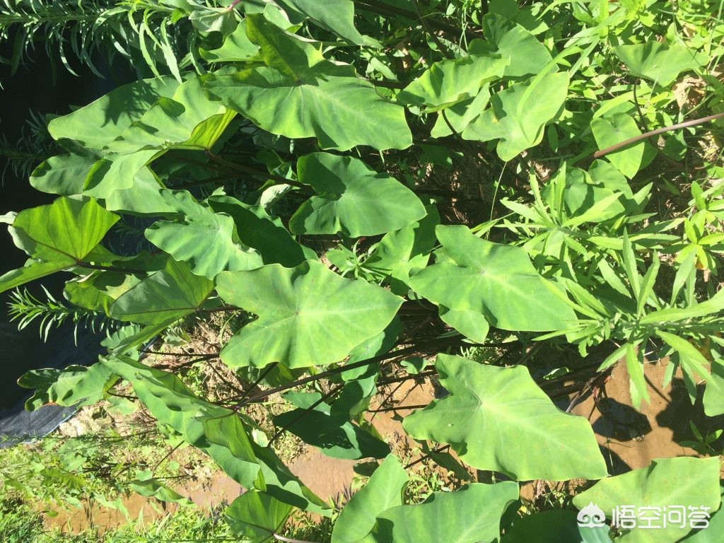 医院卖过期注射液,兽用黄芪多糖过期针剂还能用吗? 医院卖过期注射液,兽用黄芪多糖过期针剂还能用吗?