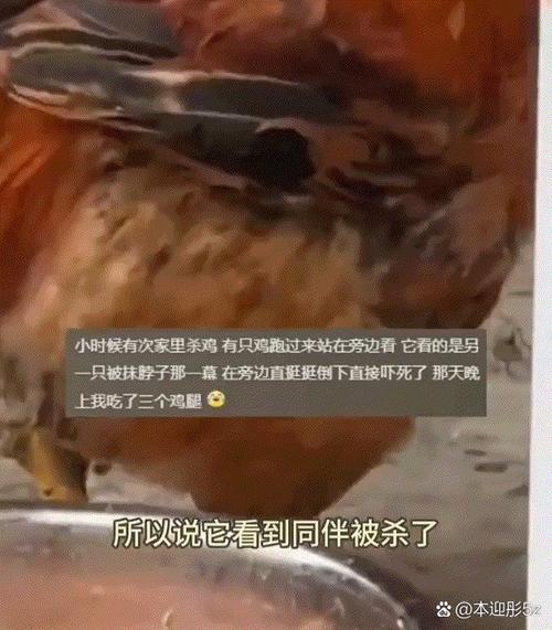 多要一块鸡肉被刺死,冬天鸡杀了能放多久?