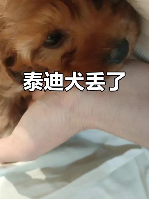 妈妈被娃抱摔倒,刚刚抱着小狗(两个月的小泰迪)不小心摔到地?