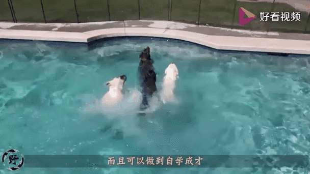 俄男子悬崖跳水身亡,俄罗斯民歌悬崖歌词歌词?