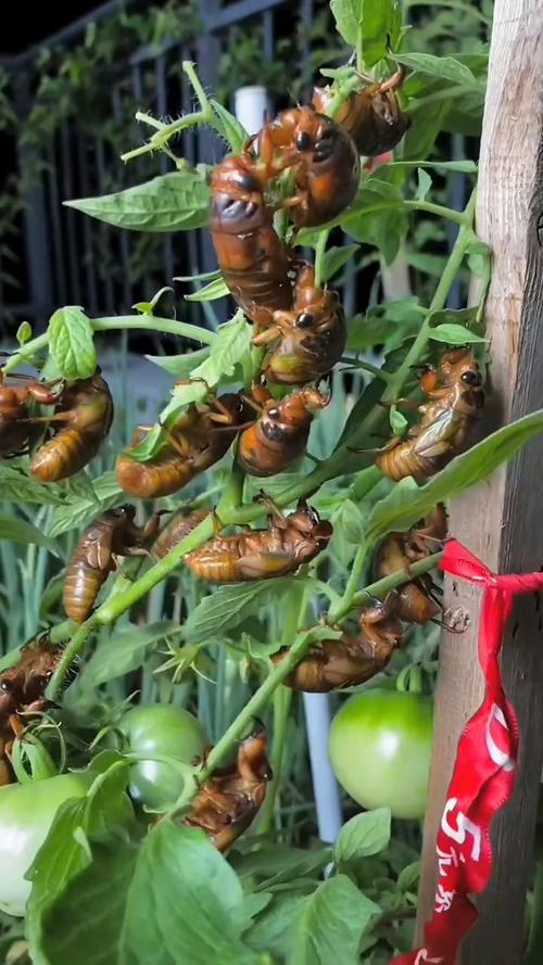 摸爬叉一晚收入上万,人工养殖爬叉亩产多少?