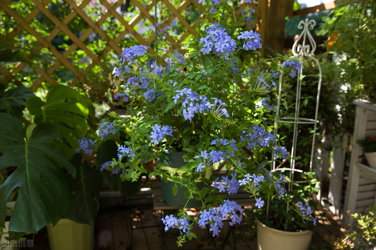 30天三伏天将开启,哪些年份三伏天只有30天? 30天三伏天将开启,哪些年份三伏天只有30天?