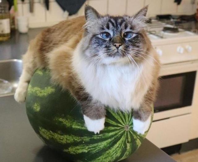 西瓜摔碎就地开吃,买西瓜的人摔坏了我的西瓜,可以让他赔吗? 西瓜摔碎就地开吃,买西瓜的人摔坏了我的西瓜,可以让他赔吗?