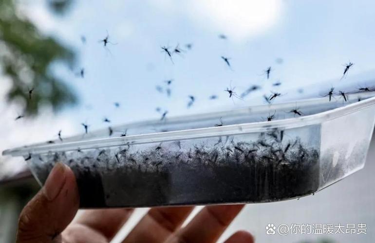 河南高温热死蚊子,河南高温热死蚊子事件