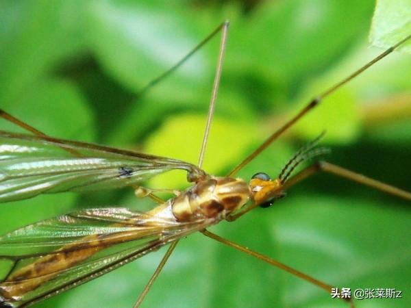 蚊子最爱的7类人,蚊子喜欢咬的8类人分别是怎样的？