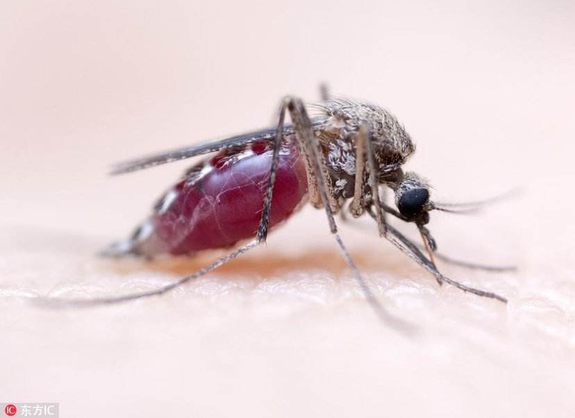 蚊子最爱的7类人,蚊子最爱的7类人是谁 蚊子最爱的7类人,蚊子最爱的7类人是谁