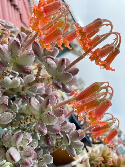 中国乒乓变中国兵乓,兵乓福娘的叶子萎缩脱落为什么?