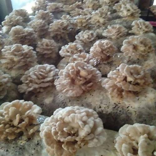 菌中之王每公斤18,白参菌种植亩产多少公斤?