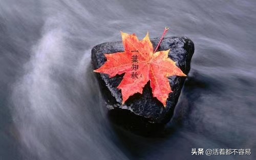 台风韦帕路径,近日台风“韦帕”即将登陆南方沿海地带，会造成什么样的后果？有什么防范措施？