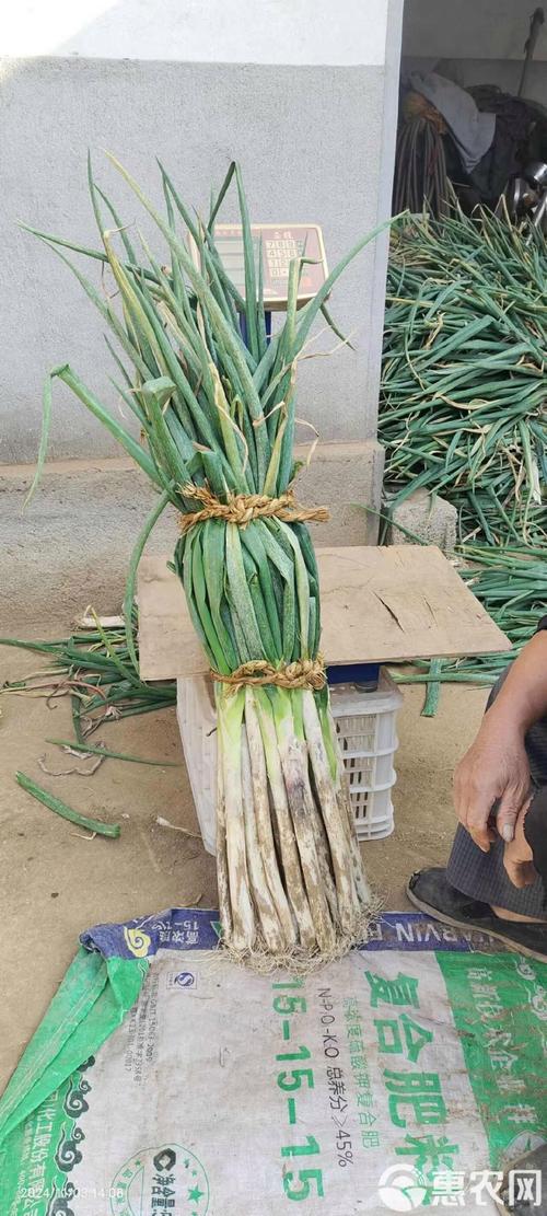 误拔别人2万多斤葱,一天一人能拔多少大葱?