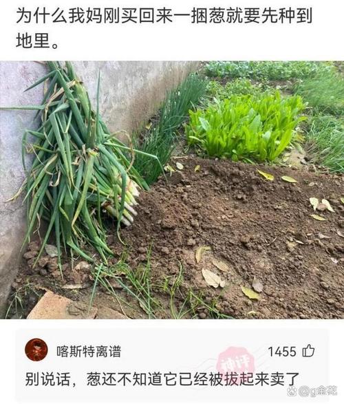 误拔别人2万多斤葱,拔蒜后能栽葱吗?