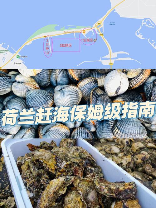 台风后遍布生蚝蛤蜊,为什么台风过后生蚝会瘦