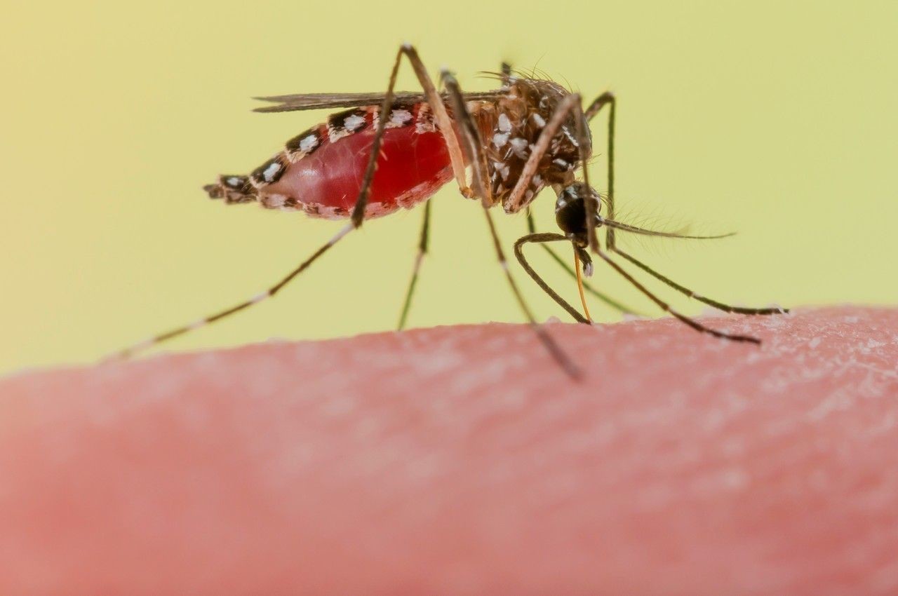 一地登革热疫情上升,缅甸现在有登革热疫情吗,发病严重吗? 一地登革热疫情上升,缅甸现在有登革热疫情吗,发病严重吗?