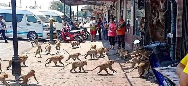 博主在印度被猴抢劫,印度猴子袭击人