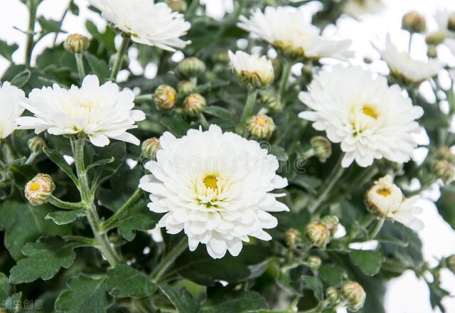 空难遇难者遗体送错,法航447空难遗体找到了吗？