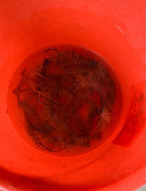 溺亡大学生同学发声,安徽作家六六对溺亡博士事件发声:到底是个村娃,自视甚高,伺候伺候老师,那不是应当的吗?你怎么看?