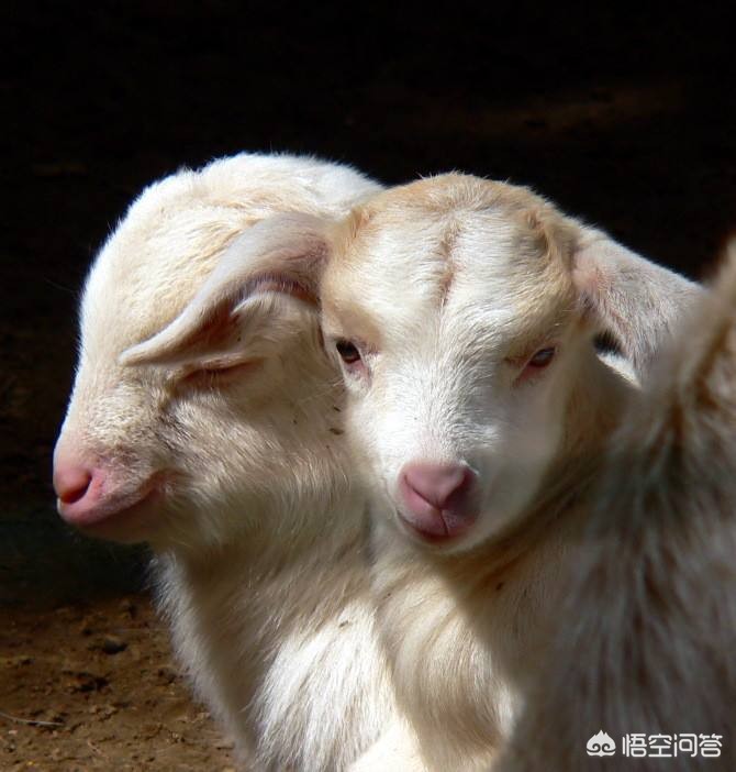 吃羊胎盘染致命细菌,母羊吃胎盘上的血罡怎么回事? 吃羊胎盘染致命细菌,母羊吃胎盘上的血罡怎么回事?