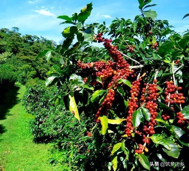 转行卖咖啡月入10万,转行卖咖啡月入10万怎么样