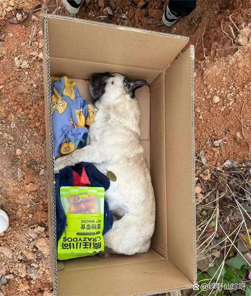 小狗被关后备箱闷死,小狗放在汽车后备箱会憋死吗?