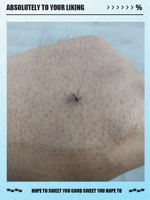 网友家中现白纹伊蚊,白纹伊蚊用什么驱赶?