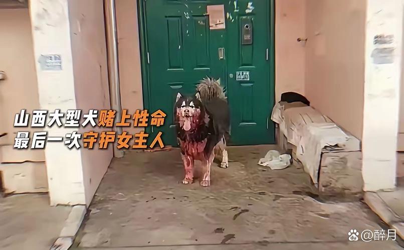 被狗绊倒刺死老太,德阳七旬老太被狗咬死狗主人不认,警察给狗验DNA锁真凶, 你怎么看?