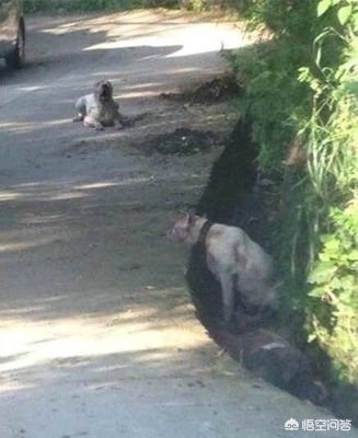 被狗绊倒刺死老太,德阳七旬老太被狗咬死狗主人不认,警察给狗验DNA锁真凶, 你怎么看? 被狗绊倒刺死老太,德阳七旬老太被狗咬死狗主人不认,警察给狗验DNA锁真凶, 你怎么看?