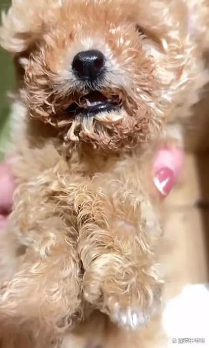 小狗被关后备箱闷死,狗狗放在后备箱会不会闷死?