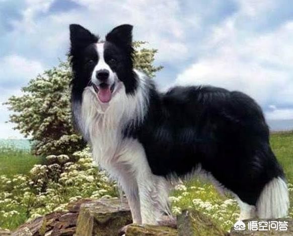 被狗绊倒刺死老太,重庆狗咬死老太一事是个假新闻，为什么还有人以讹传讹？