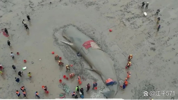日本多条抹香鲸搁浅,抹香鲸为什么搁浅?
